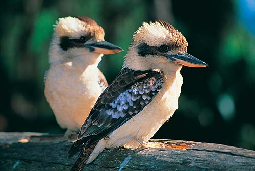 NSW-Kookaburra